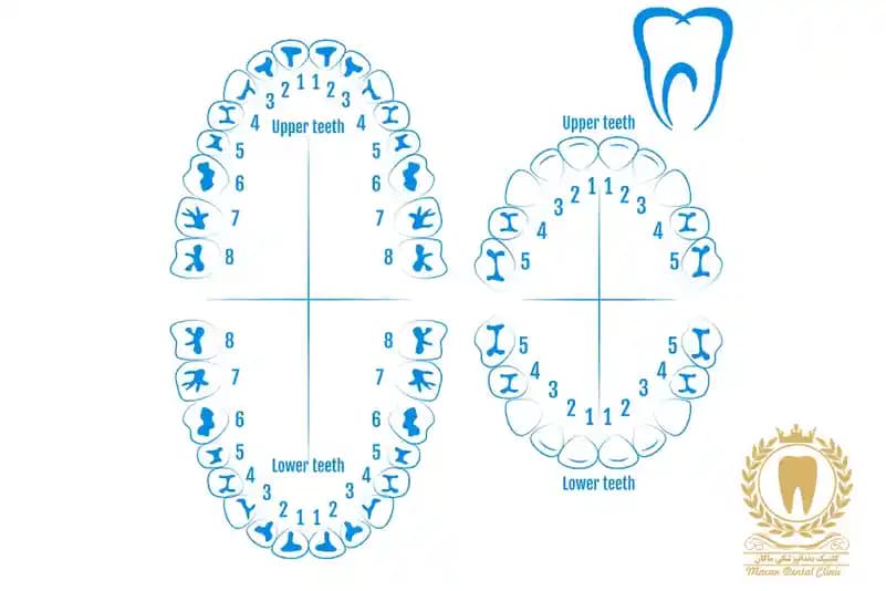انواع دندان و وظایف هر دندان در دهان چیست؟ انواع دندان و وظایف هر دندان در دهان چیست؟